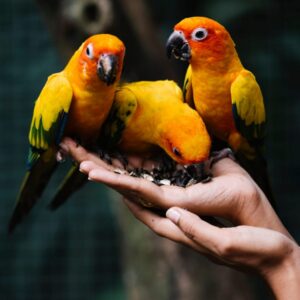 Orange and yellow parrots feeding from human hands at organic farm