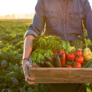 Basket of fresh organic vegetables at GreenRoots Farm